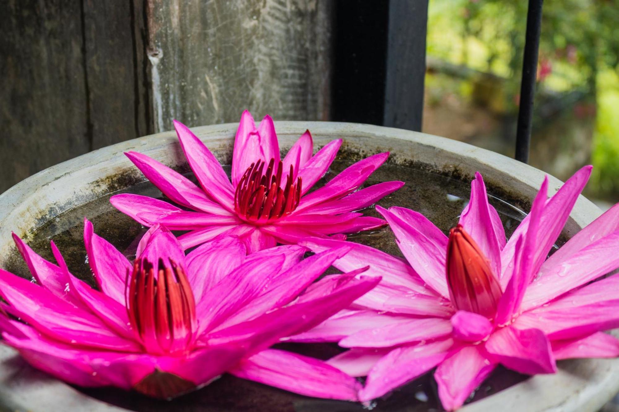 Kandy Victoria Eco Resort Kültér fotó